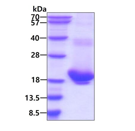 3μg by SDS-PAGE under non reducing condition and visualized by coomassie blue stain